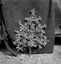 bouquet de conscrit chez les Le Quintrec, datant du 1er janvier 1938 (fleurs en papier rouge montées sur une banche de sapin) ; 21 juillet à 11h ; Surzur ; Kerlis ; [photo originale 98]