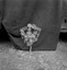 bouquet de conscrit, fabriqué par Mme Le Quintrec et donné au MNATP (fleurs en bois effilé enfoncées dans une armature en bois) ; 21 juillet à 11h ; Surzur ; Kerlis ; [photo originale 102]