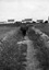 vue caractéristique de la région de Penmarc’h ; sur le chemin, femme portant un fagot sur le dos en conduisant ses vaches ; 04 août à 14h ; Penmarc’h ; Kervellec ; [photo originale 184]